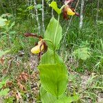 Cypripedium calceolus habit picture by Lennaert Steen (cc-by-sa)