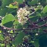Actinidia arguta flower picture by 志埜杜 (cc-by-sa)