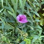 Ipomoea sagittata leaf picture by Skylar Austin (cc-by-sa)