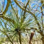 Mimosa ephedroides leaf picture by Trap Hers (cc-by-sa)