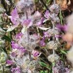 Ocimum americanum flower picture by susan brown (cc-by-sa)