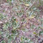 Leucophyllum frutescens leaf picture by el_smokito el_smokito (cc-by-sa)