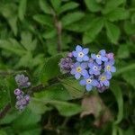 Myosotis alpestris flower picture by 3bbo (cc-by-sa)