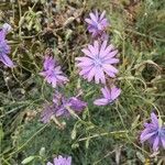 Lactuca perennis flower picture by Robin Cordier (cc-by-sa)