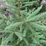 Picea rubens leaf picture by sherryfromtherock (cc-by-sa)
