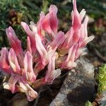 Astragalus incanus flower picture by Sylvain Piry (cc-by-sa)