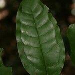 Mouriri sagotiana leaf picture by Jean-François Molino (cc-by-sa)