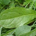 Crepis pontana leaf picture by Yoan MARTIN (cc-by-sa)