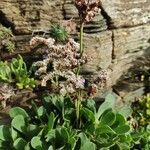 Limonium binervosum habit picture by Sarami (cc-by-sa)