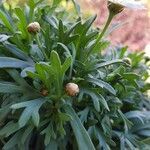 Argyranthemum frutescens leaf picture by Roberta Visconti (cc-by-sa)