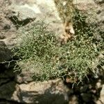 Eriogonum rixfordii habit picture by Daniel Barthelemy (cc-by-nc)