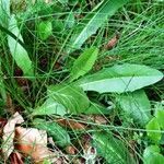 Scorzoneroides pyrenaica leaf picture by Alain Bigou (cc-by-sa)