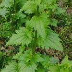 Scrophularia peregrina leaf picture by Flor Alex (cc-by-sa)