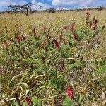 Indigofera schimperi habit picture by susan brown (cc-by-sa)