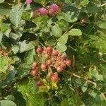 Lagerstroemia indica fruit picture by sunil sunil gupta (cc-by-sa)