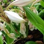 Crinum latifolium flower picture by Swastik Brahma Hota (cc-by-sa)