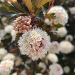Physocarpus opulifolius flower picture by Monocycle-ing Linguiste (cc-by-sa)