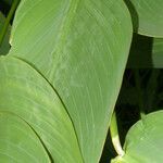 Thalia geniculata leaf picture by Nelson Zamora Villalobos (cc-by-nc)