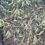 Quercus phellos habit picture by Eli Small (cc-by-sa)