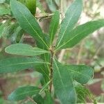 Bursaria spinosa leaf picture by ian connop (cc-by-sa)