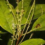 Alchorneopsis floribunda habit picture by Nelson Zamora Villalobos (cc-by-nc)