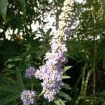 Vitex agnus-castus flower picture by Daniel Da Parigi (cc-by-sa)