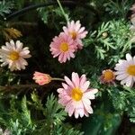 Argyranthemum frutescens flower picture by Natalia Dall'Acqua (cc-by-sa)