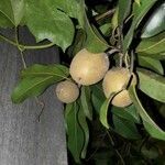 Dimocarpus longan fruit picture by Math Barvaïko (cc-by-sa)