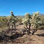Cylindropuntia fulgida habit picture by Ethan Greer (cc-by-sa)
