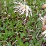 Dryas drummondii fruit picture by Clover Love (cc-by-sa)