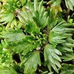 Azorella multifida leaf picture by Mariette Laumond (cc-by-sa)