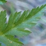 Chaerophyllum villarsii leaf picture by Yoan MARTIN (cc-by-sa)