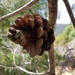 Pinus brutia fruit picture by Irina Lubarsky (cc-by-sa)