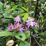 Grewia similis flower picture by Lawrence ole Ngugi (cc-by-sa)