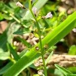 Scutellaria racemosa flower picture by Trap Hers (cc-by-sa)