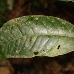 Tabernaemontana macrocalyx leaf picture by R. Tournebize (cc-by-sa)