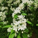 Malus baccata flower picture by Dmitry Meshcheryakov (cc-by-sa)