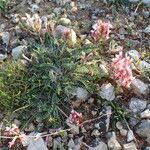 Astragalus incanus habit picture by Sylvain Piry (cc-by-sa)