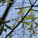 Quercus laurifolia leaf picture by Maarten Vanhove (cc-by-sa)
