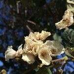Cordia africana flower picture by Hugo SANTACREU (cc-by-sa)