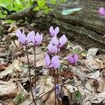 Cyclamen purpurascens flower picture by Wolfgang Greller (cc-by-sa)