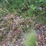 Agrostis curtisii habit picture by lena yentur (cc-by-sa)