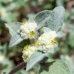 Gomphrena tomentosa flower picture by Trap Hers (cc-by-sa)