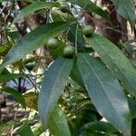 Cordia ecalyculata leaf picture by Trap Hers (cc-by-sa)
