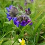 Pulmonaria longifolia fruit picture by Martine Laviron (cc-by-sa)