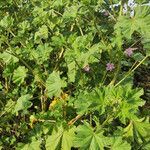 Malva multiflora habit picture by Elena Duna (cc-by-sa)