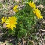 Adonis vernalis habit picture by Jacques Zuber (cc-by-sa)