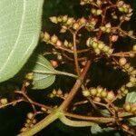 Leandra granatensis leaf picture by Nelson Zamora Villalobos (cc-by-nc)