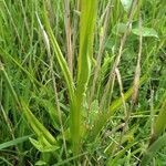 Dactylorhiza incarnata leaf picture by Cristian Zanella Cristian Zanella (cc-by-sa)