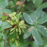 Mimosa albida leaf picture by Nelson Zamora Villalobos (cc-by-nc)